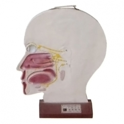 腦部副交感電動(dòng)模型， 大腦神經(jīng)模型 ，腦部神經(jīng)系統(tǒng)模型