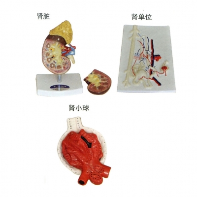 腎臟、腎單位、腎小球放大模型
