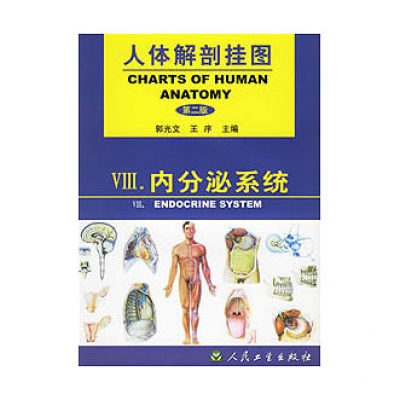 《人體解剖掛圖》-內分泌系統(tǒng)掛圖（4張）