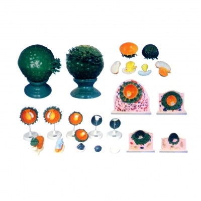 人胚植入過(guò)程及胎膜發(fā)生模型