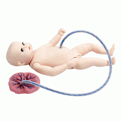 高級(jí)新生兒臍帶胎盤(pán)護(hù)理模型